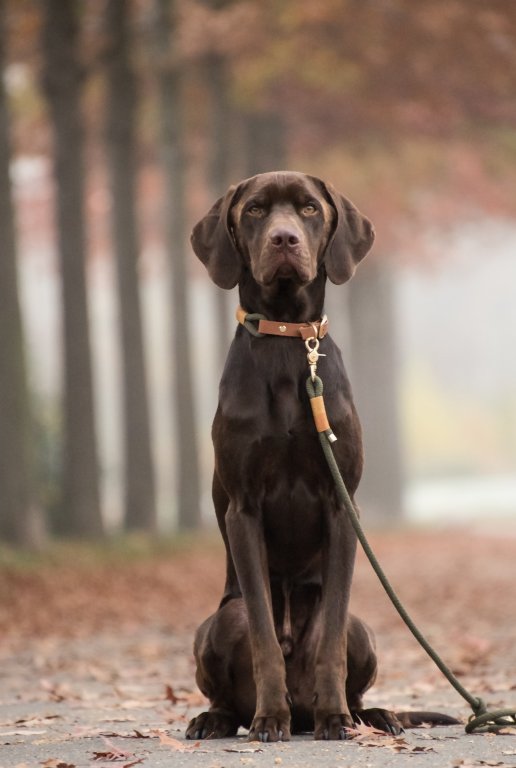 Leinenpflicht Foto Hund